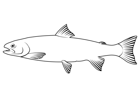 Dolly Varden Trout (Salvelinus Malma) Coloring Page